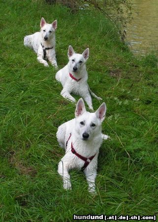 Weißer Schweizer Schäferhund Hunde Foto 14207 Weißer Schweizer Schäferhund Leya, Angel und Aischa
