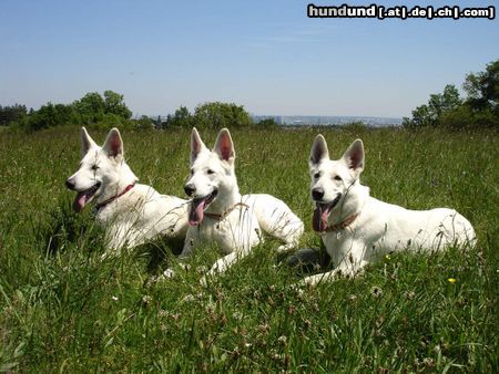 Weißer Schweizer Schäferhund Hunde Foto 24698 Weißer Schweizer Schäferhund Allegra mit Familie