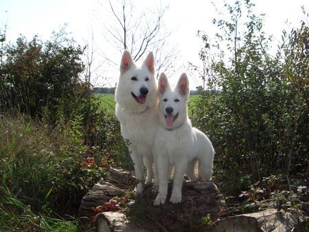 Weißer Schweizer Schäferhund Hunde Foto 34443 Weißer Schweizer Schäferhund