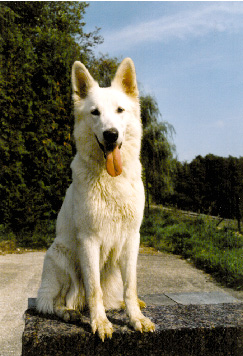 Weißer Schweizer Schäferhund Hunde Foto 426 Weißer Schweizer Schäferhund Ambra