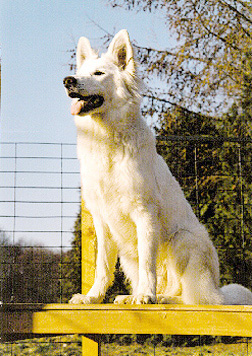 Weißer Schweizer Schäferhund Hunde Foto 427 Weißer Schweizer Schäferhund Asina