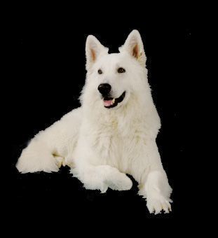 Weißer Schweizer Schäferhund Hunde Foto 428 Weißer Schweizer Schäferhund Condor