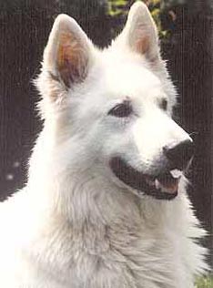 Weißer Schweizer Schäferhund Hunde Foto 429 Weißer Schweizer Schäferhund Condor