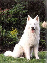 Weißer Schweizer Schäferhund Hunde Foto 430 Weißer Schweizer Schäferhund Duke