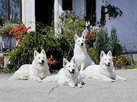 Weißer Schweizer Schäferhund Hunde Foto 432 Weißer Schweizer Schäferhund
