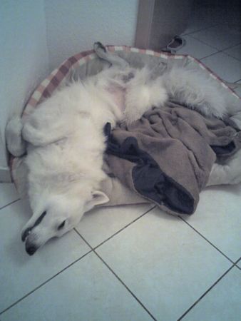 Weißer Schweizer Schäferhund Hunde Foto 41923 in höherer Auflösung ansehen Weißer Schweizer Schäferhund Schlafmütze
