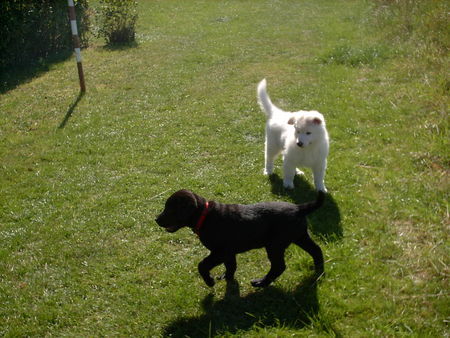 Weißer Schweizer Schäferhund Hunde Foto 29273 Weißer Schweizer Schäferhund Drago + Labbi Bendit erkunden die Welt