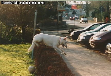 Weißer Schweizer Schäferhund Hunde Foto 21899 in höherer Auflösung ansehen Weißer Schweizer Schäferhund Mein jetzt 6 1/2 hund 68cm und 48 kg Johnny
