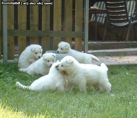 Weißer Schweizer Schäferhund Hunde Foto 5989 Weißer Schweizer Schäferhund E - Wurf vom Selberg