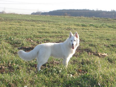 Weißer Schweizer Schäferhund Hunde Foto 36184 Weißer Schweizer Schäferhund