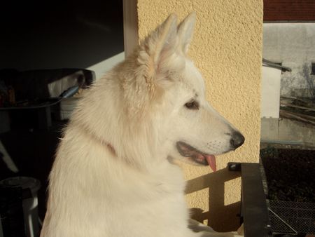 Weißer Schweizer Schäferhund Hunde Foto 36185 Weißer Schweizer Schäferhund