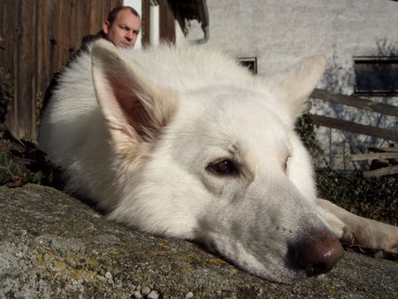 Weißer Schweizer Schäferhund Hunde Foto 36552 Weißer Schweizer Schäferhund