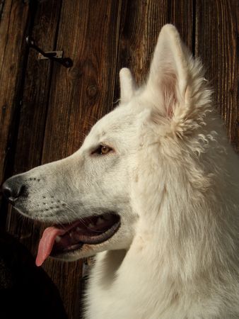 Weißer Schweizer Schäferhund Hunde Foto 36551 Weißer Schweizer Schäferhund