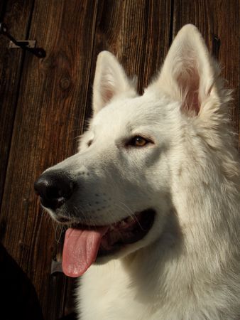 Weißer Schweizer Schäferhund Hunde Foto 37214 Weißer Schweizer Schäferhund
