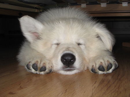 Weißer Schweizer Schäferhund Hunde Foto 39224 Weißer Schweizer Schäferhund