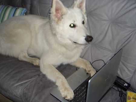 Weißer Schweizer Schäferhund Hunde Foto 37589 Weißer Schweizer Schäferhund