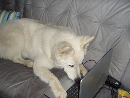 Weißer Schweizer Schäferhund Hunde Foto 37588 Weißer Schweizer Schäferhund