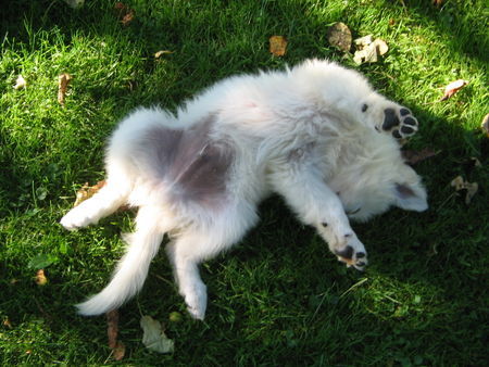 Weißer Schweizer Schäferhund Hunde Foto 39225 Weißer Schweizer Schäferhund