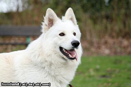 Weißer Schweizer Schäferhund Hamarocq P'tits Loups d'Amour