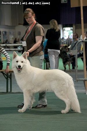 Weißer Schweizer Schäferhund Hamarocq Ptits Loups d Amour