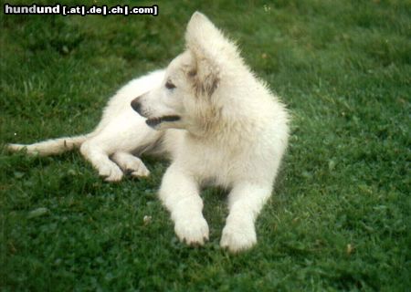 Weißer Schweizer Schäferhund Hunde Foto 4947 Weißer Schweizer Schäferhund Aitisha von Ting Hoi