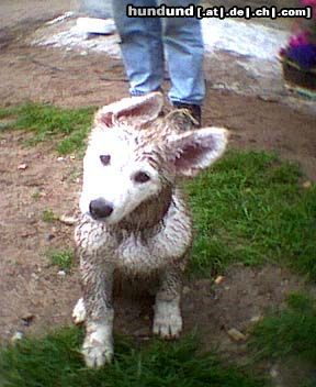Weißer Schweizer Schäferhund Hunde Foto 5088 Weißer Schweizer Schäferhund Ein dreckiger WSS (Aitisha von Ting Hoi)