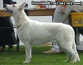 Weißer Schweizer Schäferhund Hunde Foto 14448 Weißer Schweizer Schäferhund EST&RUS<&LV JUN CH Nice Of You To Come Bye Almighty