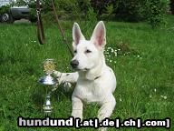 Weißer Schweizer Schäferhund Hunde Foto 21959 in höherer Auflösung ansehen Weißer Schweizer Schäferhund Phoenix from The Smooth White