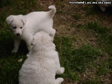 Weißer Schweizer Schäferhund Hunde Foto 14285 Weißer Schweizer Schäferhund Angelo und Angelique