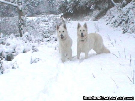 Weißer Schweizer Schäferhund Hunde Foto 17500 Weißer Schweizer Schäferhund Judy - Perle v.White beast K' + Angy - Kimba v. Koschterjanshaff