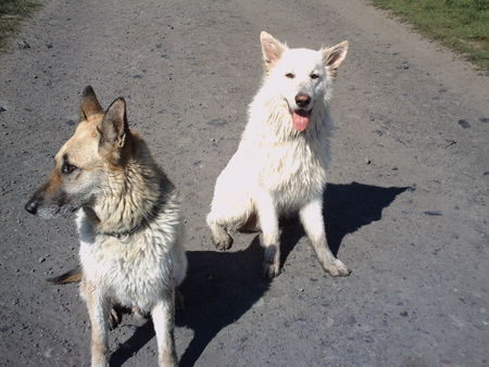 Weißer Schweizer Schäferhund Hunde Foto 37845 in höherer Auflösung ansehen Weißer Schweizer Schäferhund