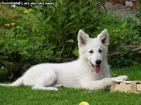 Weißer Schweizer Schäferhund Hunde Foto 14269 Weißer Schweizer Schäferhund Aslak 4 Monate alt