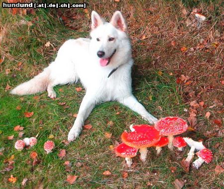 Weißer Schweizer Schäferhund Hunde Foto 20106 in höherer Auflösung ansehen Weißer Schweizer Schäferhund Sky bei den Fliegenpilzen
