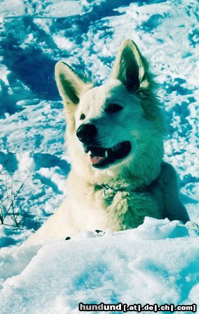 Weißer Schweizer Schäferhund Hunde Foto 17775 Weißer Schweizer Schäferhund Aziz White Boy from Peace and Harmony