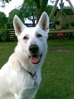 Weißer Schweizer Schäferhund Hunde Foto 42471 Weißer Schweizer Schäferhund Balu 2 Jahre in seinem Garten
