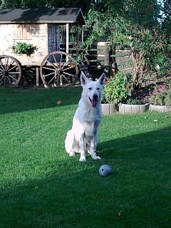 Weißer Schweizer Schäferhund Hunde Foto 43220 Weißer Schweizer Schäferhund