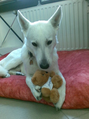Weißer Schweizer Schäferhund Hunde Foto 42796 Weißer Schweizer Schäferhund geliebter Teddy