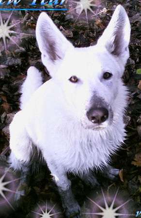 Weißer Schweizer Schäferhund Hunde Foto 37095 in höherer Auflösung ansehen Weißer Schweizer Schäferhund