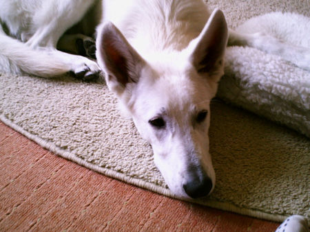 Weißer Schweizer Schäferhund Hunde Foto 36302 in höherer Auflösung ansehen Weißer Schweizer Schäferhund