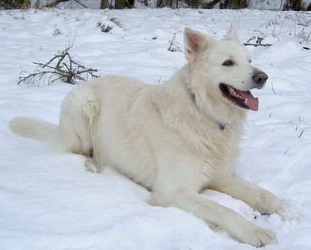 Weißer Schweizer Schäferhund Hunde Foto 36459 in höherer Auflösung ansehen Weißer Schweizer Schäferhund Mein Benni