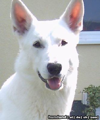 Weißer Schweizer Schäferhund Hunde Foto 12282 Weißer Schweizer Schäferhund Bin ich nicht ein schöner Junge?