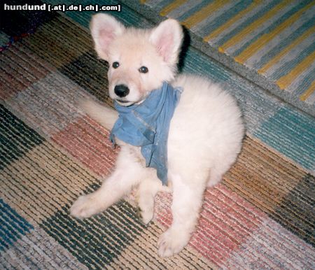 Weißer Schweizer Schäferhund Hunde Foto 22418 Weißer Schweizer Schäferhund Meine kleine Maus Bijou nach ihrer Operation im alter von 7 wochen