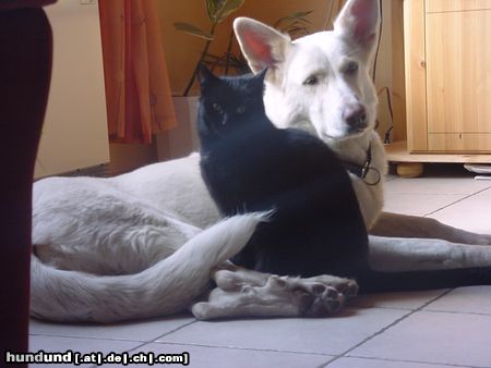 Weißer Schweizer Schäferhund Hunde Foto 17629 Weißer Schweizer Schäferhund black & white