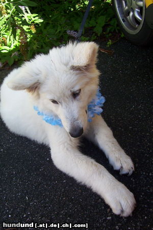 Weißer Schweizer Schäferhund Hunde Foto 24496 Weißer Schweizer Schäferhund Das ist Nouka mit 14 Wochen