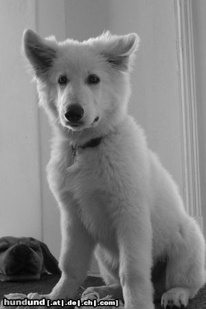 Weißer Schweizer Schäferhund Hunde Foto 24497 Weißer Schweizer Schäferhund Nouka mit 14 Wochen