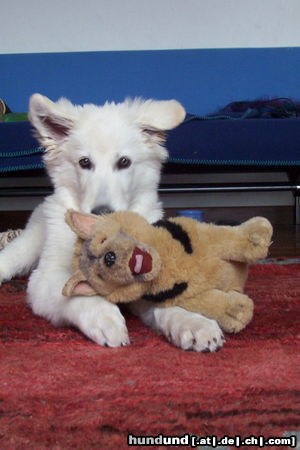 Weißer Schweizer Schäferhund Hunde Foto 24498 Weißer Schweizer Schäferhund Nouka mit 14 Wochen