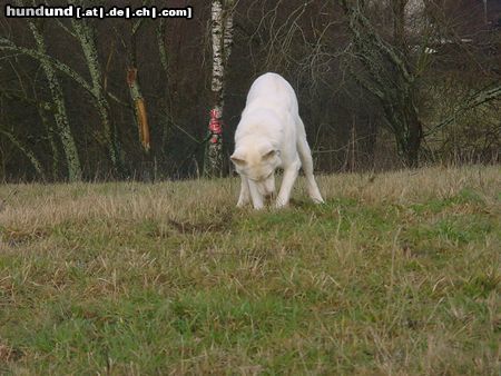 Weißer Schweizer Schäferhund Hunde Foto 17630 Weißer Schweizer Schäferhund Aus für die Maus