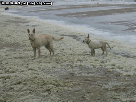 Weißer Schweizer Schäferhund Hunde Foto 21958 Weißer Schweizer Schäferhund Ein Tag an der See