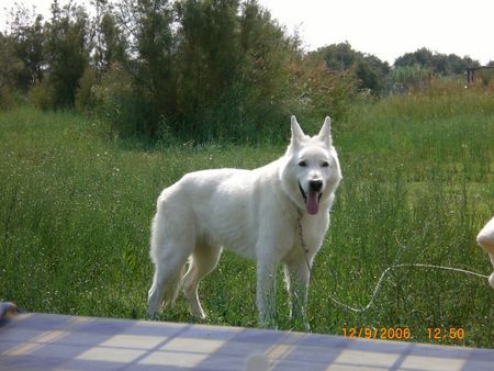Weißer Schweizer Schäferhund Hunde Foto 39116 Weißer Schweizer Schäferhund Simba