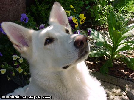 Weißer Schweizer Schäferhund Hunde Foto 17628 Weißer Schweizer Schäferhund Rasca